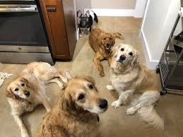 Keysborough Veterinary Practice